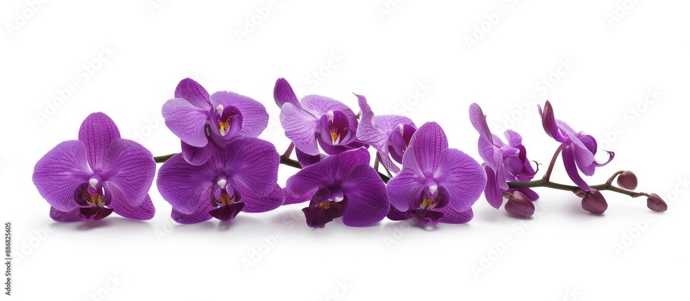 Poster purple orchid flowers arranged in a cluster with a white background, ideal for a copy space image.