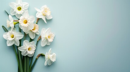 Obraz premium Fresh white daffodil bouquet on light blue background with copy space