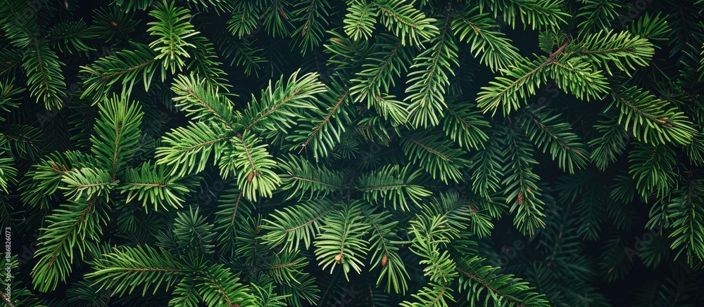 Poster a bird's eye view of evergreen tree twigs with room for a copy space image.