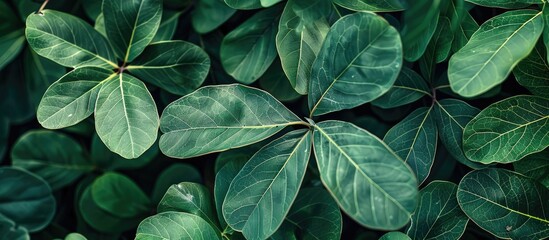 Background featuring green leaves of Bauhinia aureifolia with copy space image.