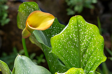 Calla
