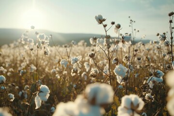 Cotton Plants in Bloom in Rural Field