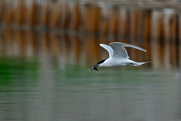 Brandseeschwalbe // Sandwich tern (Thalasseus sandvicensis) 