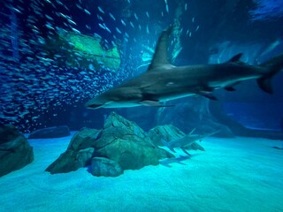 Obraz premium Shark Abstract