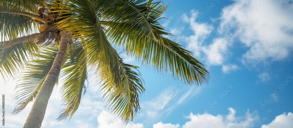 Aufkleber Detailed close-up view of a coconut tree against a backdrop of clouds in the sky, ideal for a copy space image.