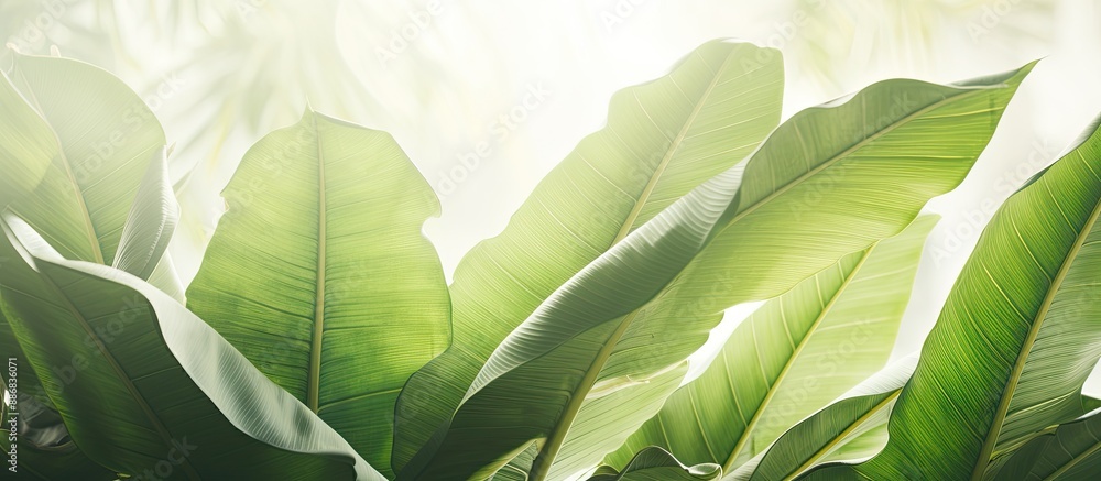 Poster soft pastel-toned green banana leaves in a natural setting with an open space for incorporating an i