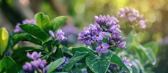 Purple flowers of Calotropis gigantea blooming in a garden with a suitable backdrop for a copy space image.