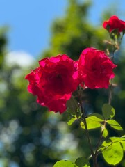 red rose in the garden