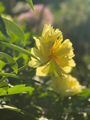 yellow flower backlit in sun