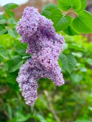 lilac flowers in the garden