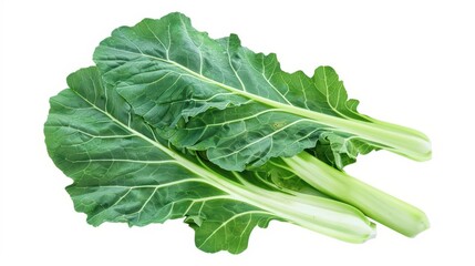 Collard greens with broad watercolor leaves isolate on white background