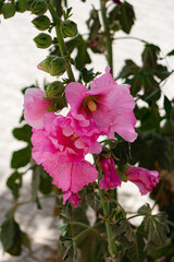 Alcea rosea, the common hollyhock, an ornamental dicot pink flower blooming