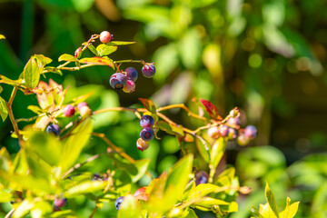 bunch of blueberries are hanging from a tree