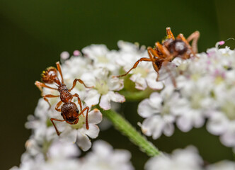 ants on a white flower in high detail