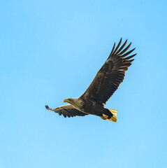 white-tailed eagle (Haliaeetus albicilla) in flight