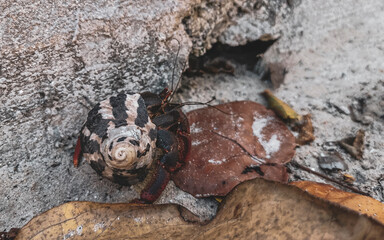 Large hermit crab crawls on beach sand Isla Contoy Mexico.