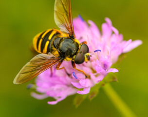 hoverfly sitting on pink flower