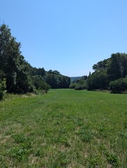 a field with a line of trees and a blue sky