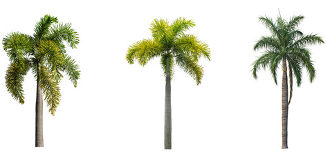 Foxtail Palm Tree isolated on transparent background