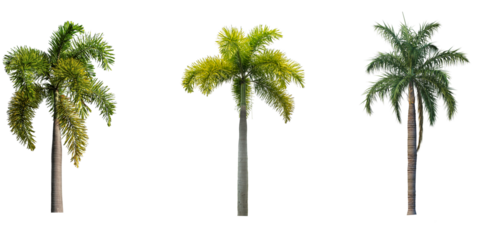 Foxtail Palm Tree isolated on transparent background