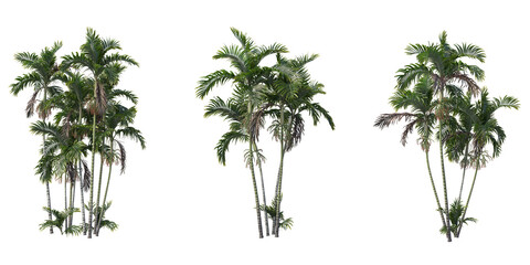 Tropics palm trees cutout backgrounds 3d rendering © Link Parker