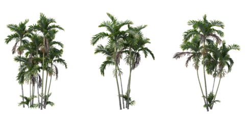 Tropics palm trees cutout backgrounds 3d rendering