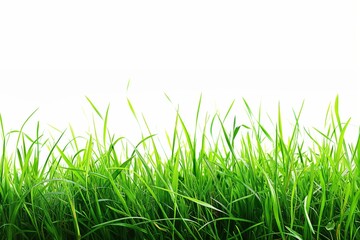 Fototapeta premium A field of green grass with a white background. The grass is tall and lush, giving the impression of a peaceful, serene environment