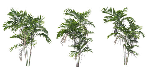 Palms tree for garden decoration