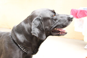 Black Labmaraner (Labrador Retriever+ Weimaraner)