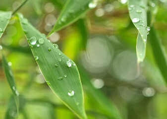 Rain drops on a bamboo leaf