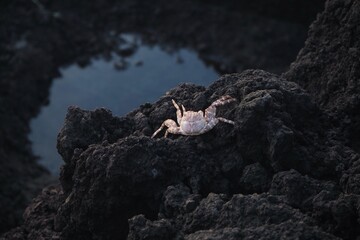 A sea crab on the rock.