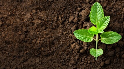 Naklejka premium A young plant emerges from the ground; foreground features dirt, background showcases soil