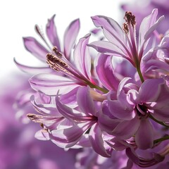 Naklejka premium Lilac flowers macro