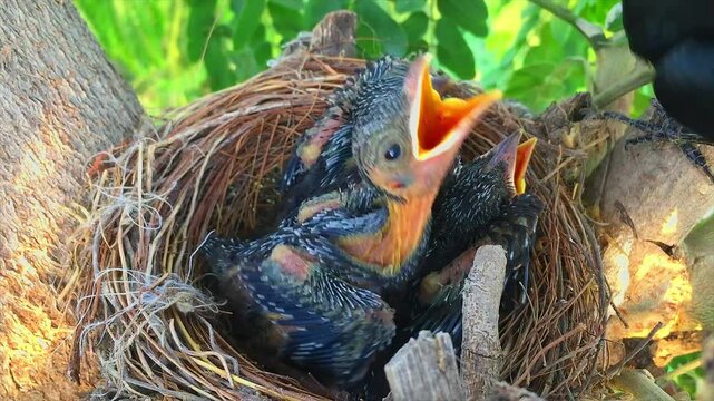 bird chicks(black drongo) in the nest build in the top of a tree.