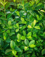 Obraz premium Nature of green leaf in garden at summer. Natural green leaves plants using as spring background cover page greenery environment ecology lime green wallpaper.