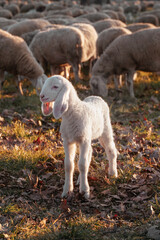 Obraz premium Little lamb among a flock of sheep in pastoral countryside
