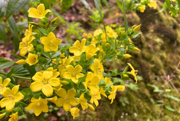 Ixanthus viscosus with yellow flowers is a plant genus in the family Gentianaceae, endemic to Canary Islands.