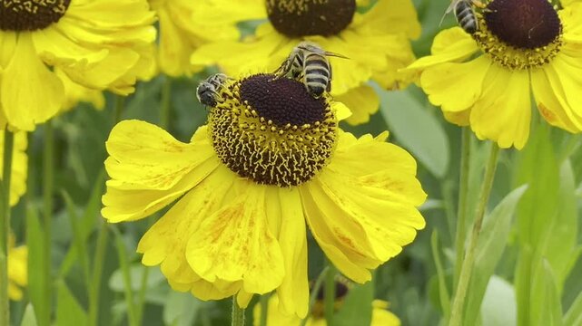Helenium-Hybride