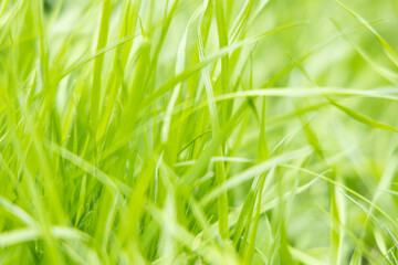 Light green grass texture. A field of tall fresh grass