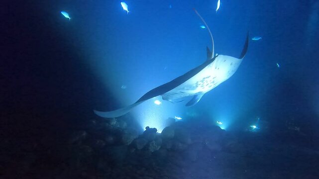 Manta ray and fish swimming around at night in the waters off Hawaii, United States of America, Pacific Ocean, North America