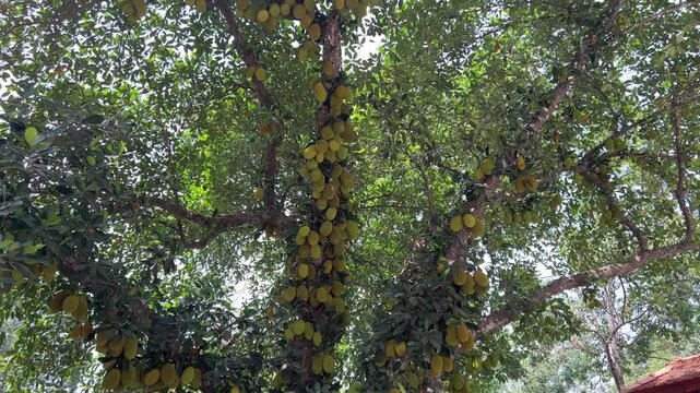 footage of the jackfruit plant bearing young fruits.