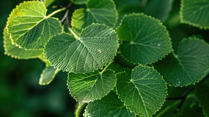 Linden leaves release fragrance. Generative AI