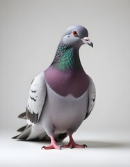 pigeon on a branch