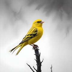 Obraz premium robin on a branch