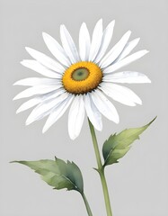 Fototapeta premium daisy flower isolated on white