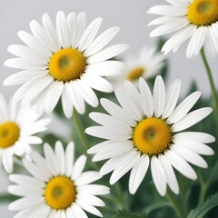 Obraz premium daisies isolated on white background