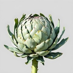Obraz premium artichoke on a green background