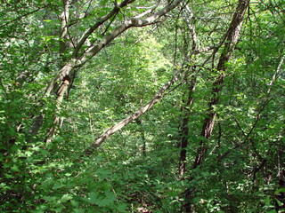 A panorama of forest thickets in the Dnieper lowland through which the rays of the hot summer sun shine.