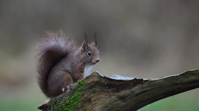 Red squirrel sits on dead branch in heavy rain eats a nut and jumps away, european red squirrel, winter, north rhine westphalia, (sciurus vulgaris), germany
