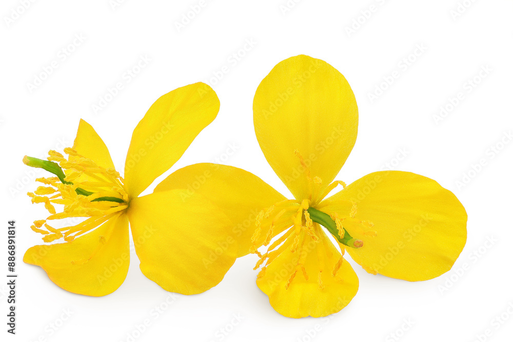 Wall mural celandine flower isolated on white background